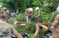 2,575 panggilan pokok tumbang seluruh negara, Selangor tertinggi