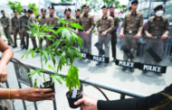Thailand bentang RUU baharu kawal industri ganja