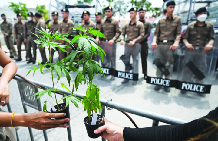 Thailand bentang RUU baharu kawal industri ganja