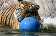 47 harimau di zoo Vietnam mati akibat virus H5N1