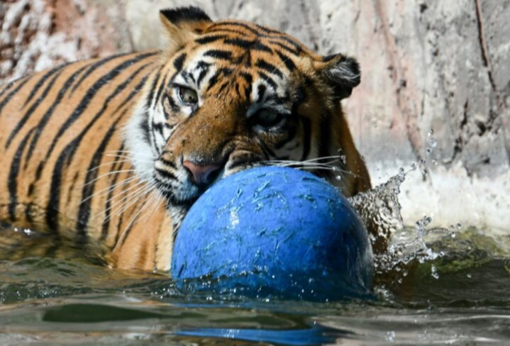 47 harimau di zoo Vietnam mati akibat virus H5N1