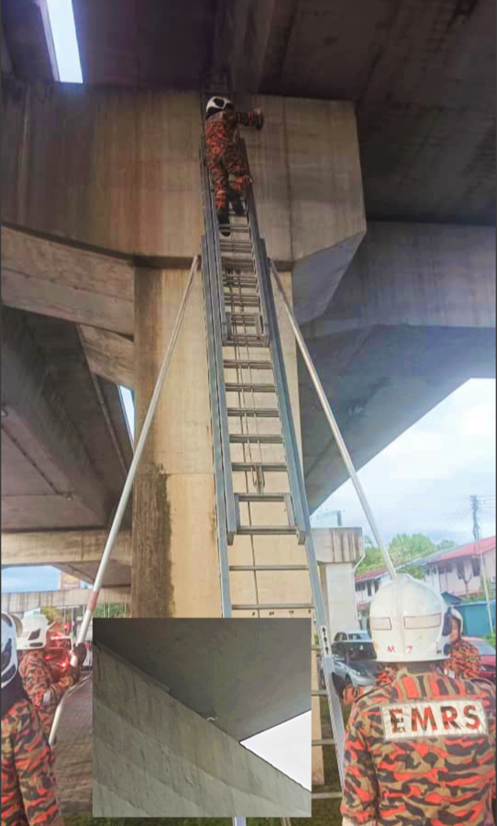 Bomba selamatkan kucing di Flyover Luyang