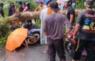 Pengawal keselamatan maut dihempap pokok tumbang