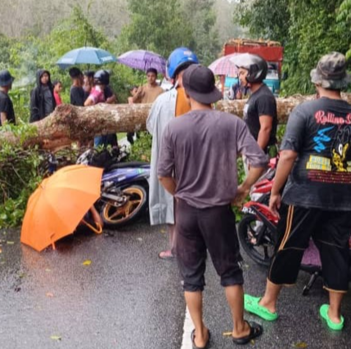 Pengawal keselamatan maut dihempap pokok tumbang