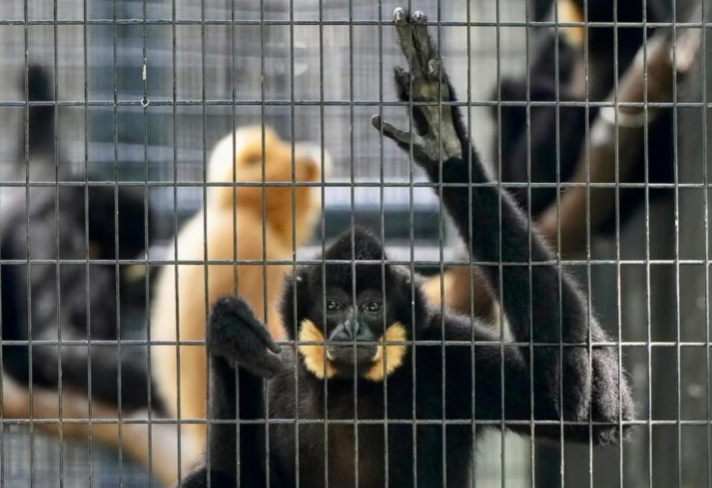 Lapan haiwan mati, Taman Zoologi Hong Kong ditutup sementara
