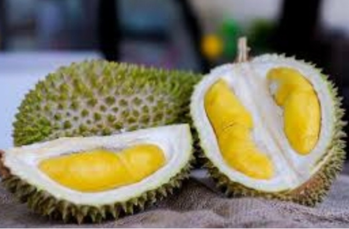 Syarikat China dakwa rugi RM2.6 juta terpedaya AP eksport Musang King