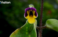 Penemuan ‘bunga monyet’ kejutkan dunia botani Thailand