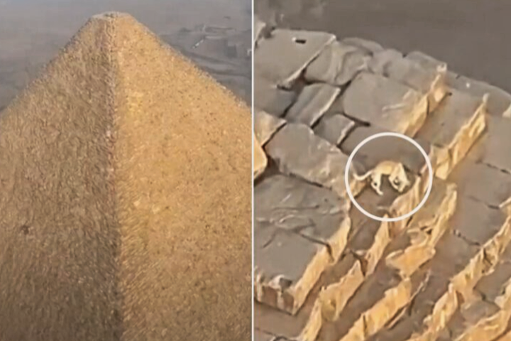Anjing sesat ditemukan atas puncak Piramid Giza
