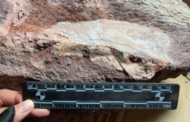 Fosil dinosaur pertama kali ditemukan di Hong Kong