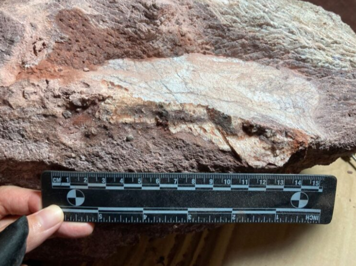 Fosil dinosaur pertama kali ditemukan di Hong Kong