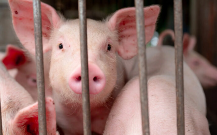 AS sahkan kes selesema burung pertama pada babi