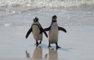 Saintis guna AI bantu jejak penguin di Antartika