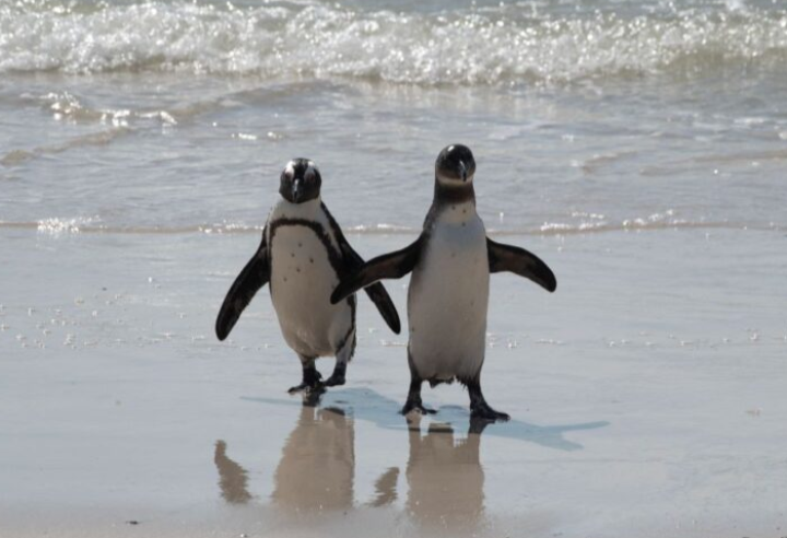 Saintis guna AI bantu jejak penguin di Antartika