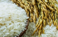 Harga lantai belian padi RM1,500 satu tan sedang dibincang