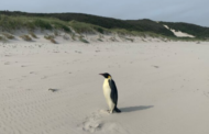 Penguin Emperor tersesat dari Antartika sampai ke Australia