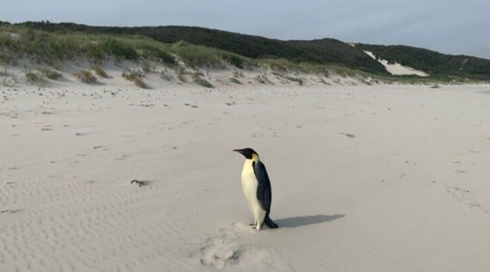 Penguin Emperor tersesat dari Antartika sampai ke Australia