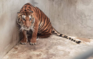 Ladang harimau Afrika Selatan jadi ‘lubuk’ penyeludupan 