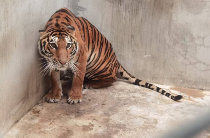 Ladang harimau Afrika Selatan jadi ‘lubuk’ penyeludupan 