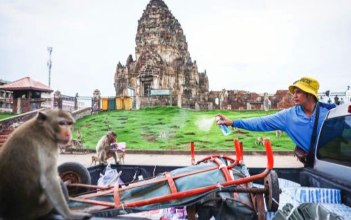 Tiada lagi geng ‘monyet samseng’ di pekan Lopburi