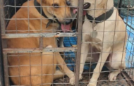 TNVR lebih efektif kawal anjing liar