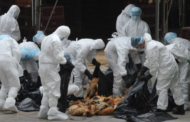 WHO gesa dunia tingkat pengawasan virus selesema burung