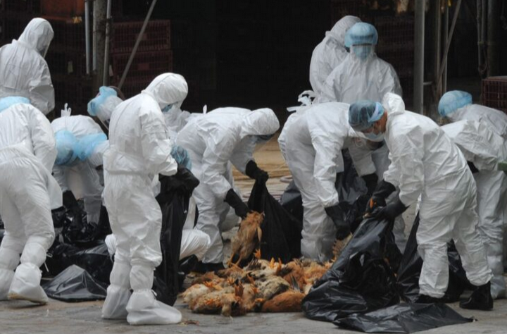 WHO gesa dunia tingkat pengawasan virus selesema burung