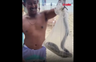 Pelancong panik ular tedung menjalar di pantai Phuket
