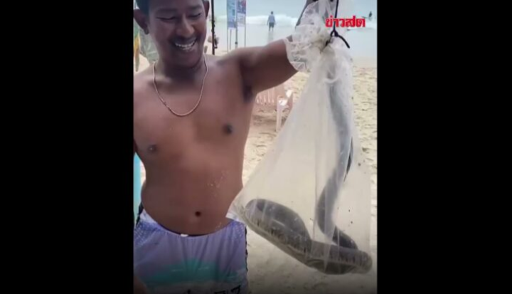 Pelancong panik ular tedung menjalar di pantai Phuket