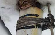 Bomba selamatkan anak kucing terperangkap dalam saluran paip atas jambatan