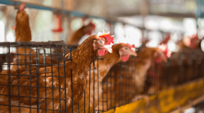 Kes selesema burung menular di seluruh England