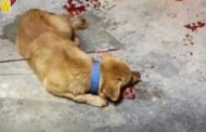 Anjing mati akibat dipanah, pelaku didakwa