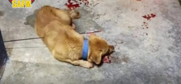 Anjing mati akibat dipanah, pelaku didakwa