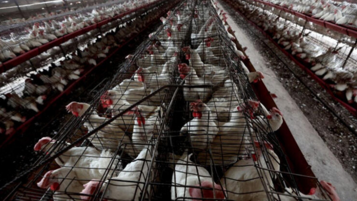 Jepun musnahkan 50,000 ayam akibat wabak selesema burung