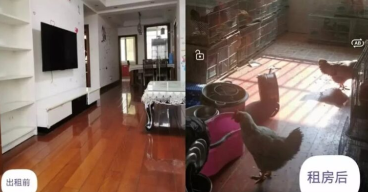 Lelaki terkejut rumah sewa bertukar jadi reban ayam