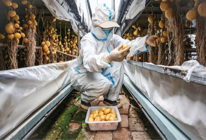 Saintis China gigih hasilkan benih kentang kalis iklim