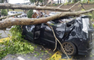Tiga cedera, kereta dinaiki dihempap pokok