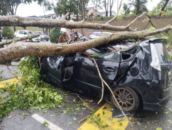 Tiga cedera, kereta dinaiki dihempap pokok