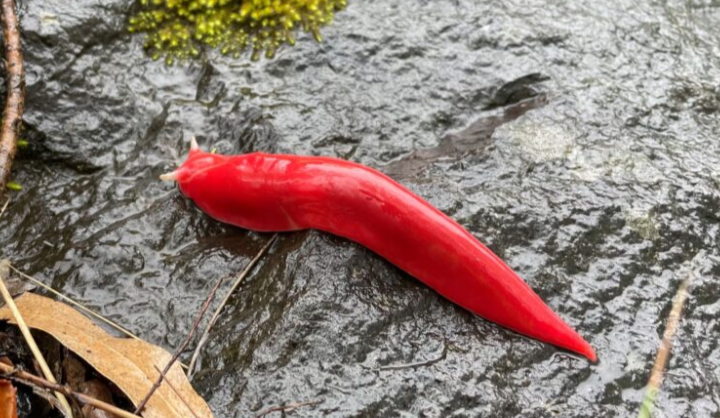 ‘Pink Slug’ muncul kembali di Taman Negara NSW