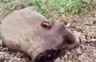 Pelaku pembunuhan kejam anak gajah akan diheret ke mahkamah