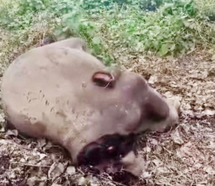 Pelaku pembunuhan kejam anak gajah akan diheret ke mahkamah