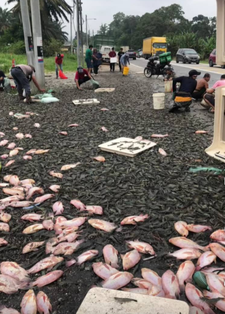 Orang ramai ‘berpesta’ lori ikan, udang terbalik