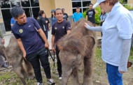 Call to enhance Bornean Elephant Sanctuary for tourism