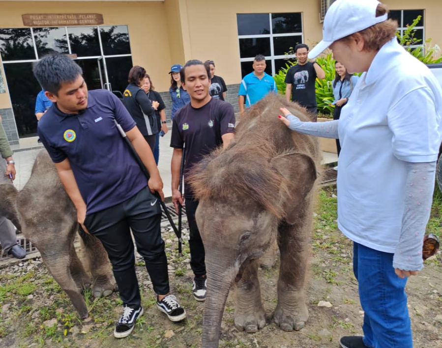 Call to enhance Bornean Elephant Sanctuary for tourism