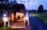 Helah bawa lembu guna float kuda tak menjadi