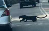 Pengguna cemas lihat harimau kumbang cedera lintas jalan