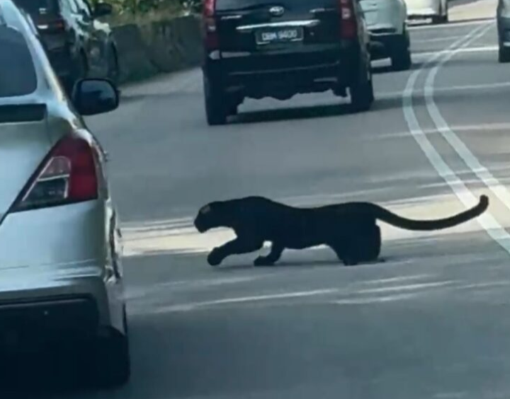 Pengguna cemas lihat harimau kumbang cedera lintas jalan