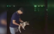 Lelaki Thailand campak anak anjing dalam laut disaman