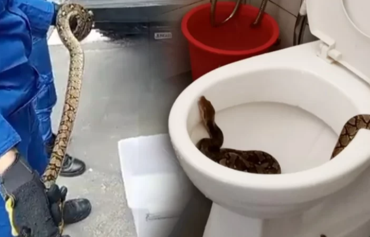 Kanak-kanak lelaki 6 tahun dipatuk ular ketika ingin buang air