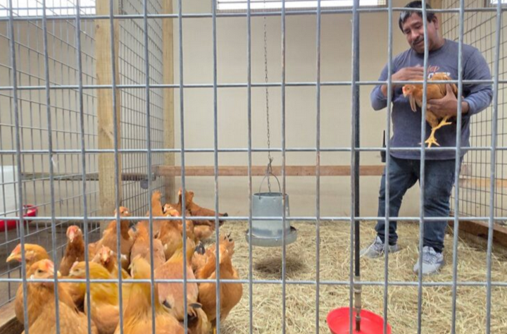 Bekalan telur makin merosot, rakyat AS terpaksa bela ayam sendiri 