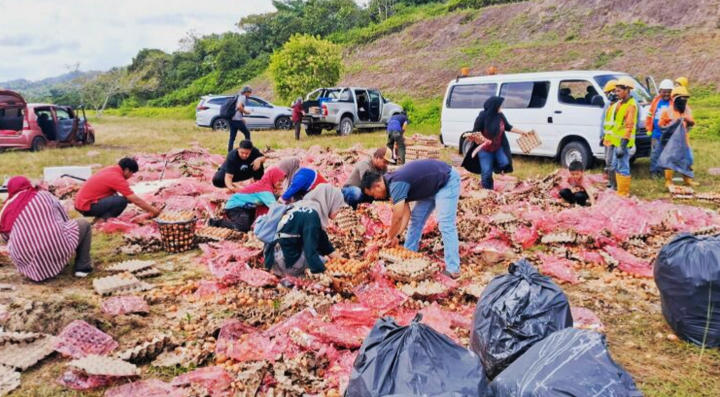 Lori telur terbalik, lebih 70,000 biji telur tercampak